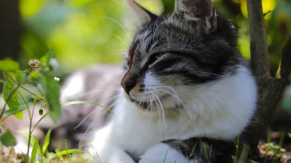 어슬렁 거리는 귀여운 고양이가 정원의 땅바닥에 — 스톡 사진