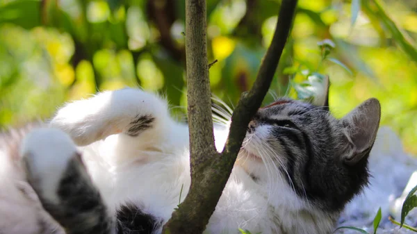 Schattig Slaperig Poesje Speelt Tuin Kitten Stock Foto — Stockfoto