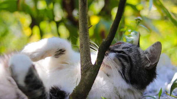 Gatinho Sonolento Bonito Está Jogando Jardim Gatinho Fotos Stock — Fotografia de Stock