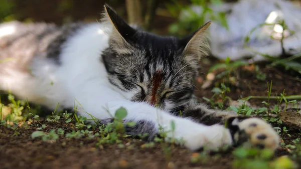 Een Schattig Katje Met Grijs Wit Bont Valt Slaap Grond — Stockfoto