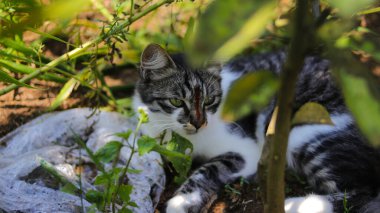 Bahçede yere uzanmış tatlı uykucu kedi yavrusu. Yavru kedi resmi..