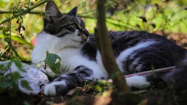 Bahçede yere uzanmış tatlı uykucu kedi yavrusu. Yavru kedi resmi..