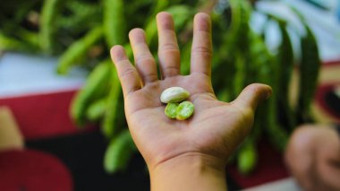 Yakın plan Petai veya Acı Fasulye tohumları elinde taze Petai veya Acı Fasulye (Parkia speciosa, bükülmüş küme fasulye, veya pis kokulu fasulye) demetinin odaklanmış arka planına sahiptir.