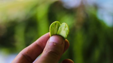Yakın plan Petai veya Acı Fasulye tohumları elinde taze Petai veya Acı Fasulye (Parkia speciosa, bükülmüş küme fasulye, veya pis kokulu fasulye) demetinin odaklanmış arka planına sahiptir.