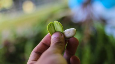 Yakın plan Petai veya Acı Fasulye tohumları elinde taze Petai veya Acı Fasulye (Parkia speciosa, bükülmüş küme fasulye, veya pis kokulu fasulye) demetinin odaklanmış arka planına sahiptir.