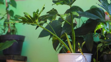 Philodendron 'un ev bitkisinin sabah suladıktan sonra beyaz çömlek üzerindeki su damlalarıyla yakın görüntüsü.