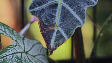 Alocasia Amazonica Polly 'nin yapraklarının yakından görünüşü sarıya döndü. Ev dekorasyonu için tropik ev bitkisi. Süslü bitki bakımı