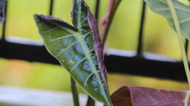 Arka bahçeyi suladıktan sonra Alocasia Amazonica Polly 'nin beyaz tenceredeki genç yapraklarının yakın görüntüsü. Ev dekorasyonu için Tropik Ev Bitkisi.