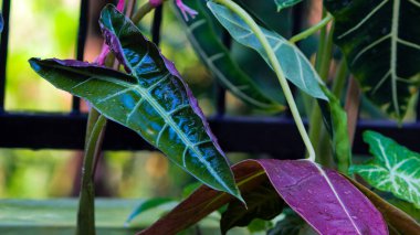 Arka bahçeyi suladıktan sonra Alocasia Amazonica Polly 'nin beyaz tenceredeki genç yapraklarının yakın görüntüsü. Ev dekorasyonu için Tropik Ev Bitkisi.