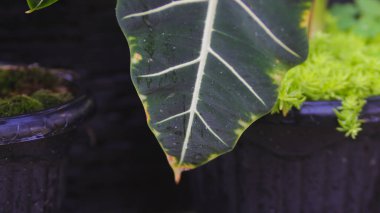 Alocasia yaprakları sarardı. Arka bahçedeki Alocasia Micoltziana Frydek süsleme bitkisinin yakın görüntüsü. Ev dekorasyonu için tropik ev bitkisi. Süslü bitki bakımı