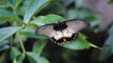 Siyah ve beyaz kanatlı bir kelebeğin yakından görünüşü sabah bahçede çiğ taneleriyle yeşil bir yaprağa tünemektedir.