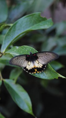 Siyah ve beyaz kanatlı bir kelebeğin yakından görünüşü sabah bahçede çiğ taneleriyle yeşil bir yaprağa tünemektedir.
