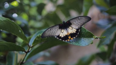 Siyah ve beyaz kanatlı bir kelebeğin yakından görünüşü sabah bahçede çiğ taneleriyle yeşil bir yaprağa tünemektedir.