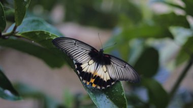 Siyah ve beyaz kanatlı bir kelebeğin yakından görünüşü sabah bahçede çiğ taneleriyle yeşil bir yaprağa tünemektedir.