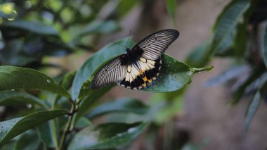 Siyah ve beyaz kanatlı bir kelebeğin yakından görünüşü sabah bahçede çiğ taneleriyle yeşil bir yaprağa tünemektedir.