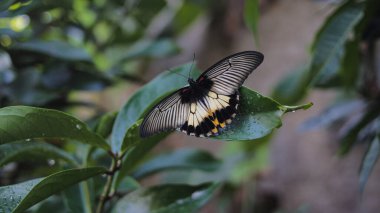 Siyah ve beyaz kanatlı bir kelebeğin yakından görünüşü sabah bahçede çiğ taneleriyle yeşil bir yaprağa tünemektedir.