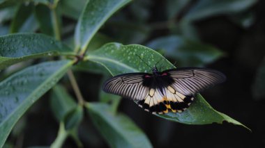 Siyah ve beyaz kanatlı bir kelebeğin yakından görünüşü sabah bahçede çiğ taneleriyle yeşil bir yaprağa tünemektedir.