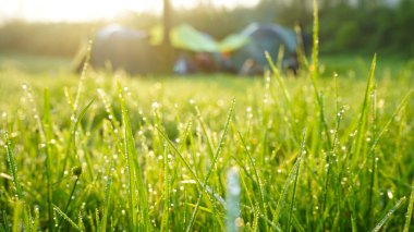 Yeşil çimlere düşen çiy damlalarının yakın görüntüsü ve sabah güneş ışığı ve kamp arka planındaki yoğunluğu azalmış çadır.