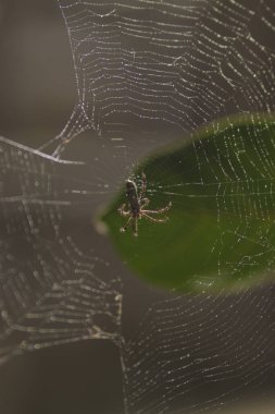 Örümcek ağına tırmanan bir örümceğin odaklanmış soyut arkaplanı ya da bahçedeki örümcek ağı. Cadılar Bayramı için ürkütücü ve ürkütücü bir geçmiş.