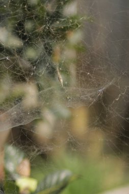 Dağınık bir örümcek ağının ya da bahçedeki örümcek ağının odaksız arka planı. Cadılar Bayramı için ürkütücü ve ürkütücü bir geçmiş.