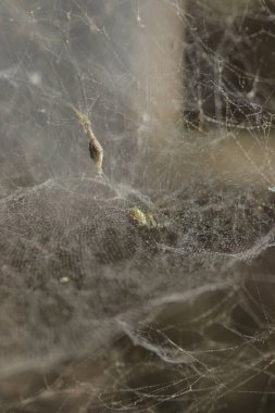 Dağınık bir örümcek ağının ya da bahçedeki örümcek ağının odaksız arka planı. Cadılar Bayramı için ürkütücü ve ürkütücü bir geçmiş.