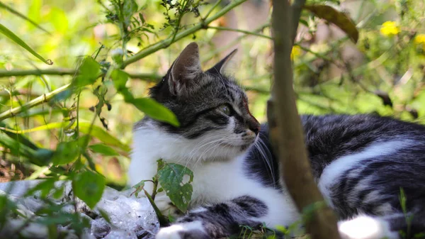 Söt Sömnig Kattunge Som Lägger Sig Marken Trädgården Kattunge Stock — Stockfoto