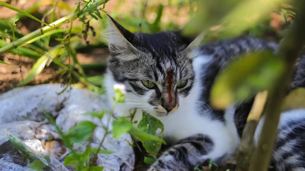 Carino Gattino Assonnato Sdraiato Terra Giardino Gattino Stock Foto — Foto Stock