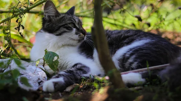 Söt Sömnig Kattunge Som Lägger Sig Marken Trädgården Kattunge Stock — Stockfoto