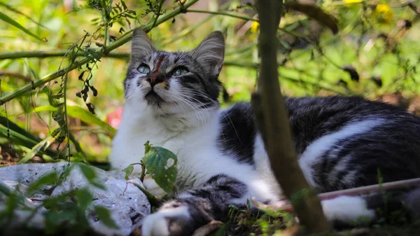庭には グレーと白の毛をしたかわいい好奇心旺盛な子猫が見上げられています 子猫のストックフォト — ストック写真