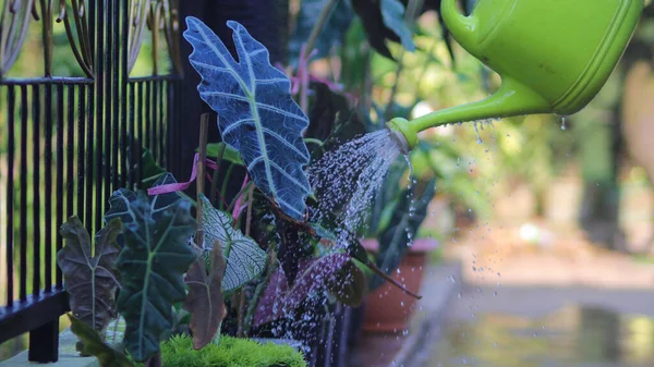 裏庭にあるアロカシアの観葉植物のグループが午前中に水をやっています — ストック写真