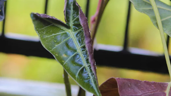 Nahaufnahme Der Jungen Blätter Von Alocasia Amazonica Polly Auf Dem — Stockfoto