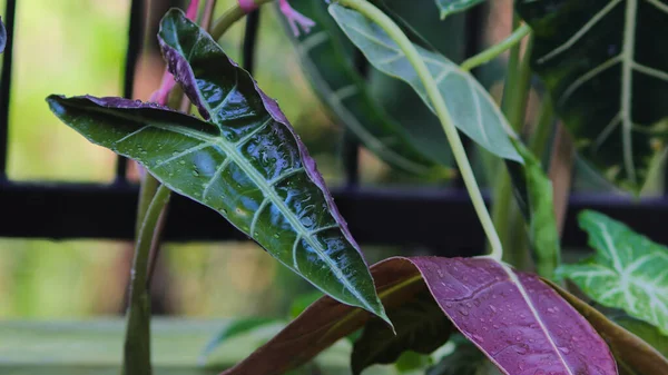 Arka bahçeyi suladıktan sonra Alocasia Amazonica Polly 'nin beyaz tenceredeki genç yapraklarının yakın görüntüsü. Ev dekorasyonu için Tropik Ev Bitkisi.