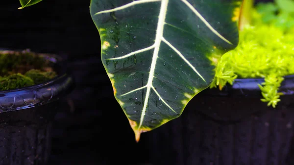 Die Blätter Der Alocasia Färbten Sich Gelb Nahaufnahme Der Zierpflanze — Stockfoto