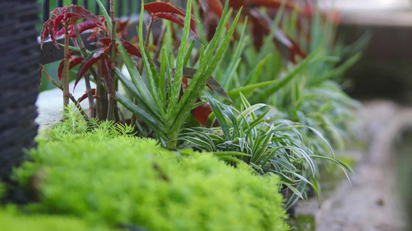 Selektivt Fokus Aloe Vera Trädgården Med Defocused Grön Bakgrund Och — Stockfoto