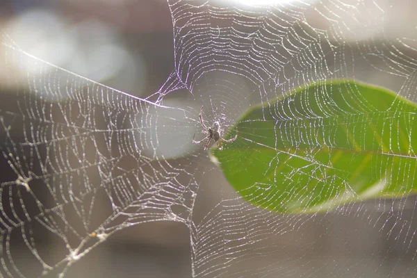 거미줄이나 정원에 거미줄을 기어오르는 거미의 추상적 배경을 방어하는 것입니다 핼러윈의 — 스톡 사진