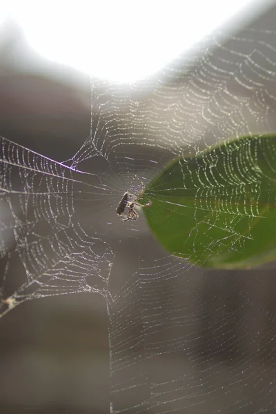 Fond Abstrait Déconcentré Une Araignée Grimpant Sur Une Toile Araignée — Photo