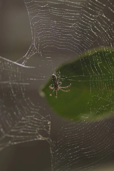 Fond Abstrait Déconcentré Une Araignée Grimpant Sur Une Toile Araignée — Photo