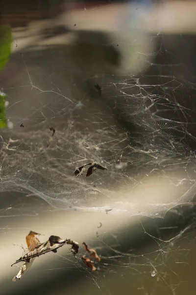 거미줄이나 정원에 거미줄의 추상적 배경을 했습니다 핼러윈의 소름끼치고 소름끼치는 공포의 — 스톡 사진
