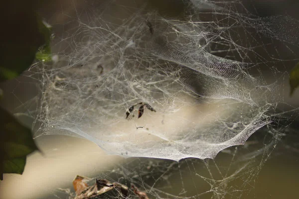 거미줄이나 정원에 거미줄의 추상적 배경을 했습니다 핼러윈의 소름끼치고 소름끼치는 공포의 — 스톡 사진