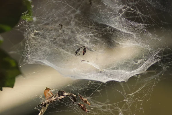 Fond Abstrait Déconcentré Une Toile Araignée Désordonnée Toile Araignée Dans — Photo