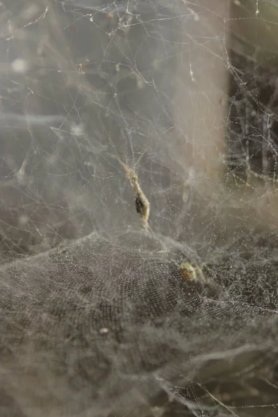 Απεσταλμένο Αφηρημένο Φόντο Ενός Βρώμικου Ιστού Αράχνης Ιστού Αράχνης Στον — Φωτογραφία Αρχείου