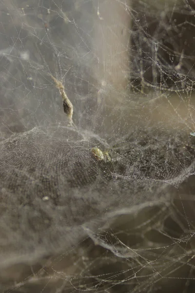 Dağınık bir örümcek ağının ya da bahçedeki örümcek ağının odaksız arka planı. Cadılar Bayramı için ürkütücü ve ürkütücü bir geçmiş.