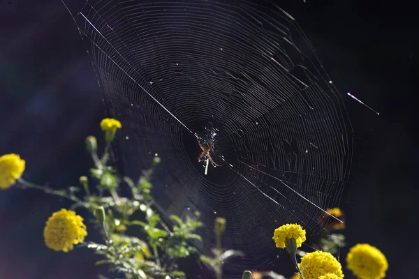 거미는 텃밭에 거미줄이나 거미줄을 아침에 추상적으로 추상적 햇빛의 배경을 가지고 — 스톡 사진