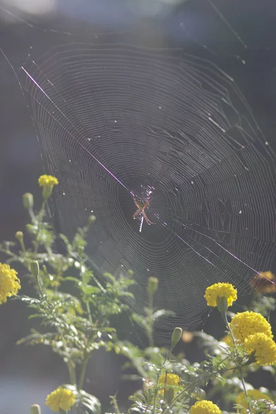 Une Araignée Grimpe Sur Toile Araignée Toile Araignée Dans Jardin — Photo