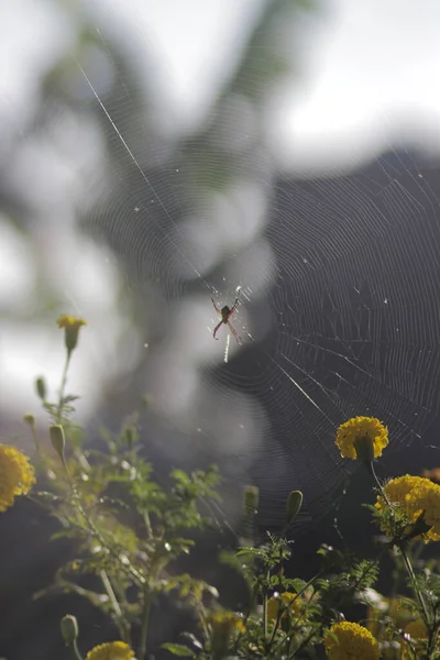 거미는 텃밭에 거미줄이나 거미줄을 아침에 추상적으로 추상적 햇빛의 배경을 가지고 — 스톡 사진