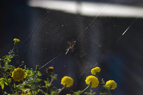 Uma Aranha Sobe Teia Aranha Teia Aranha Jardim Com Fundo — Fotografia de Stock