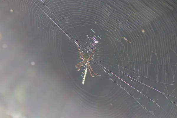 Uma Aranha Sobe Teia Aranha Teia Aranha Jardim Com Fundo — Fotografia de Stock