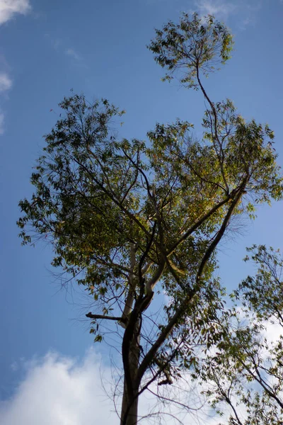 Beautiful Tree Branches Clear Blue Sky — Stock Photo, Image