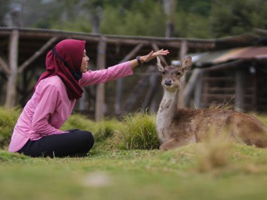 Bandung, Batı Java, Endonezya - 13 Eylül 2020: Kırmızı tesettürlü güzel Asyalı kadın Rancaupas 'ta sevimli bir geyiği besliyor. Ranca Upas Bandung 'daki en popüler kamp yerlerinden biri..