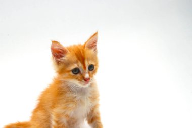 Beyaz arka planda izole edilmiş sevimli sarı bir kedi yavrusunun yakın görüntüsü